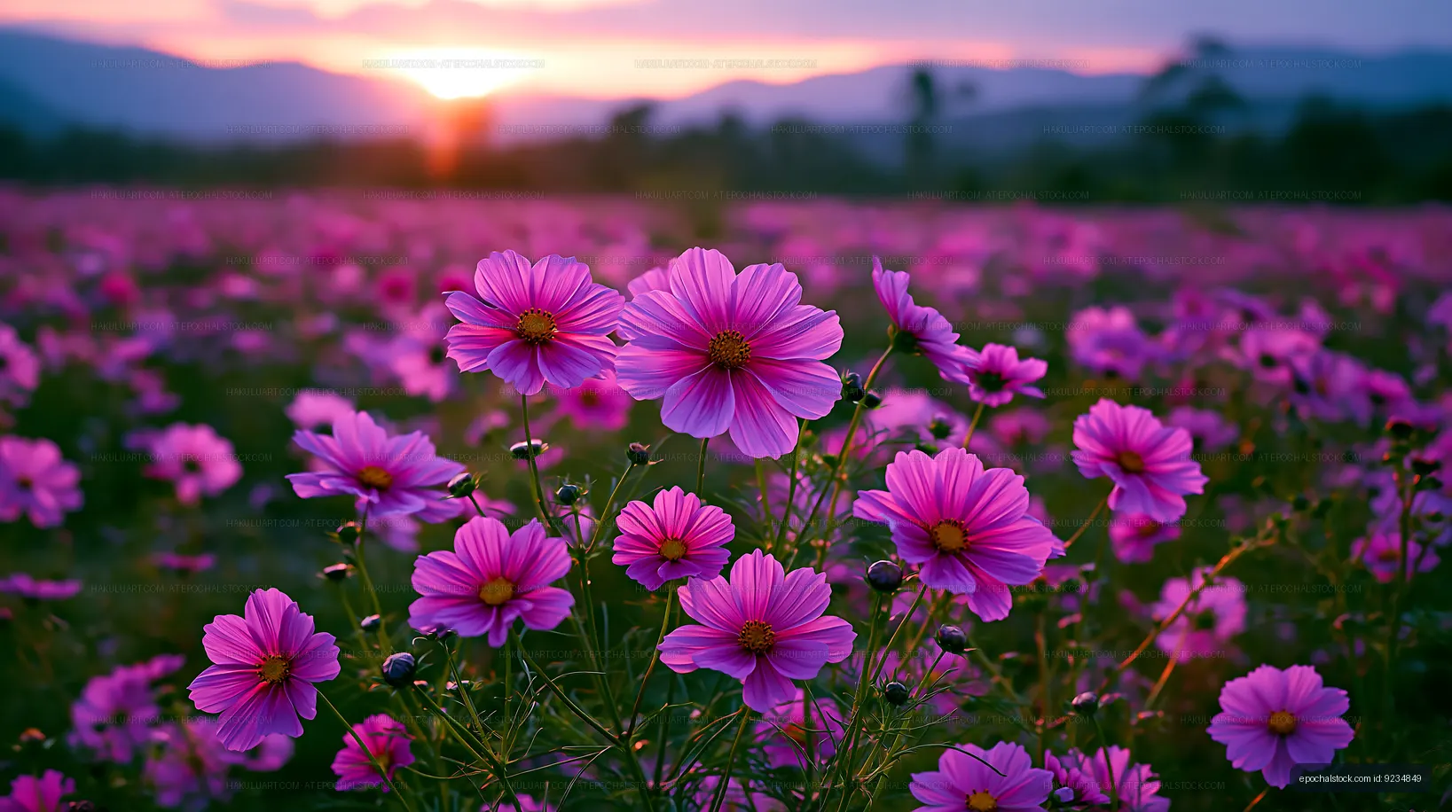 Vibrant flowers in a field at sunset with mountains in the background