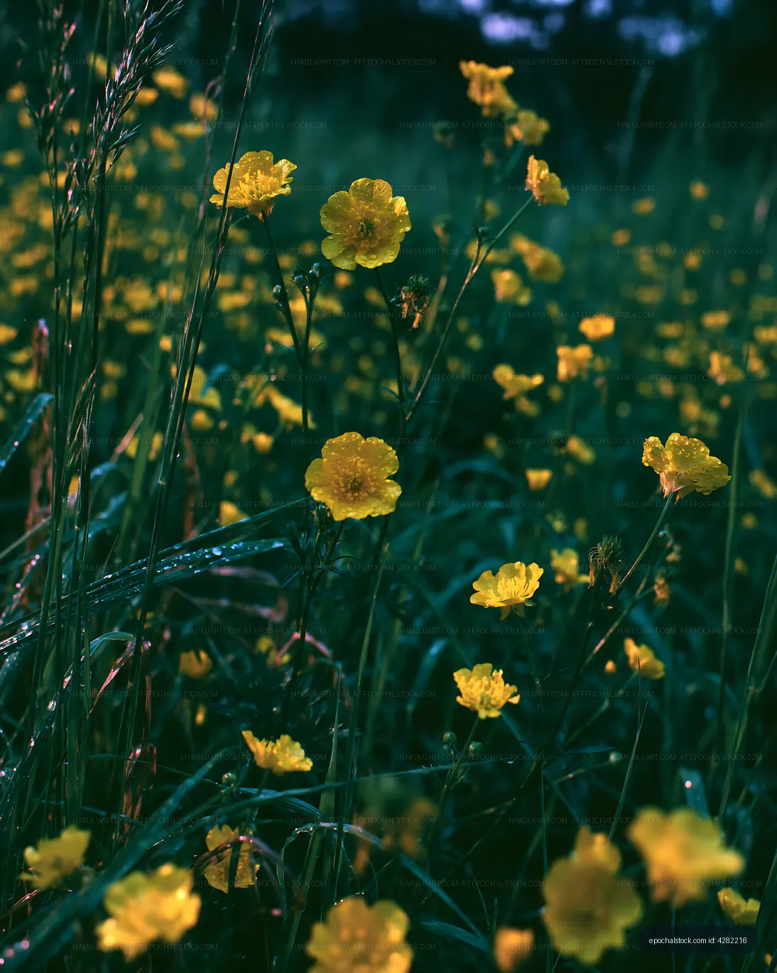 Yellow flowers in a meadow during twilight