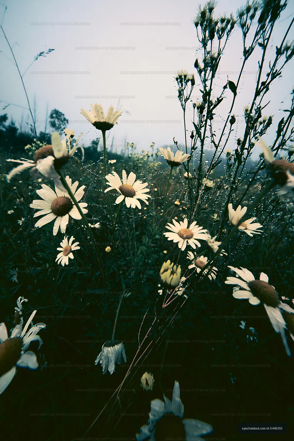 Daisies blooming in a misty field during early morning