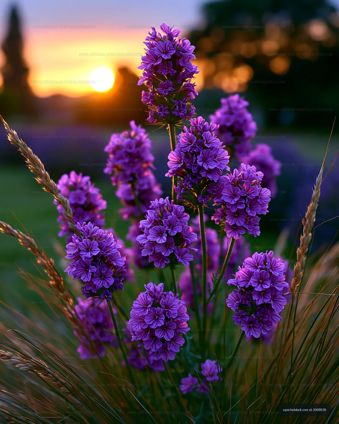 Purple flowers bloom at sunset in a garden setting