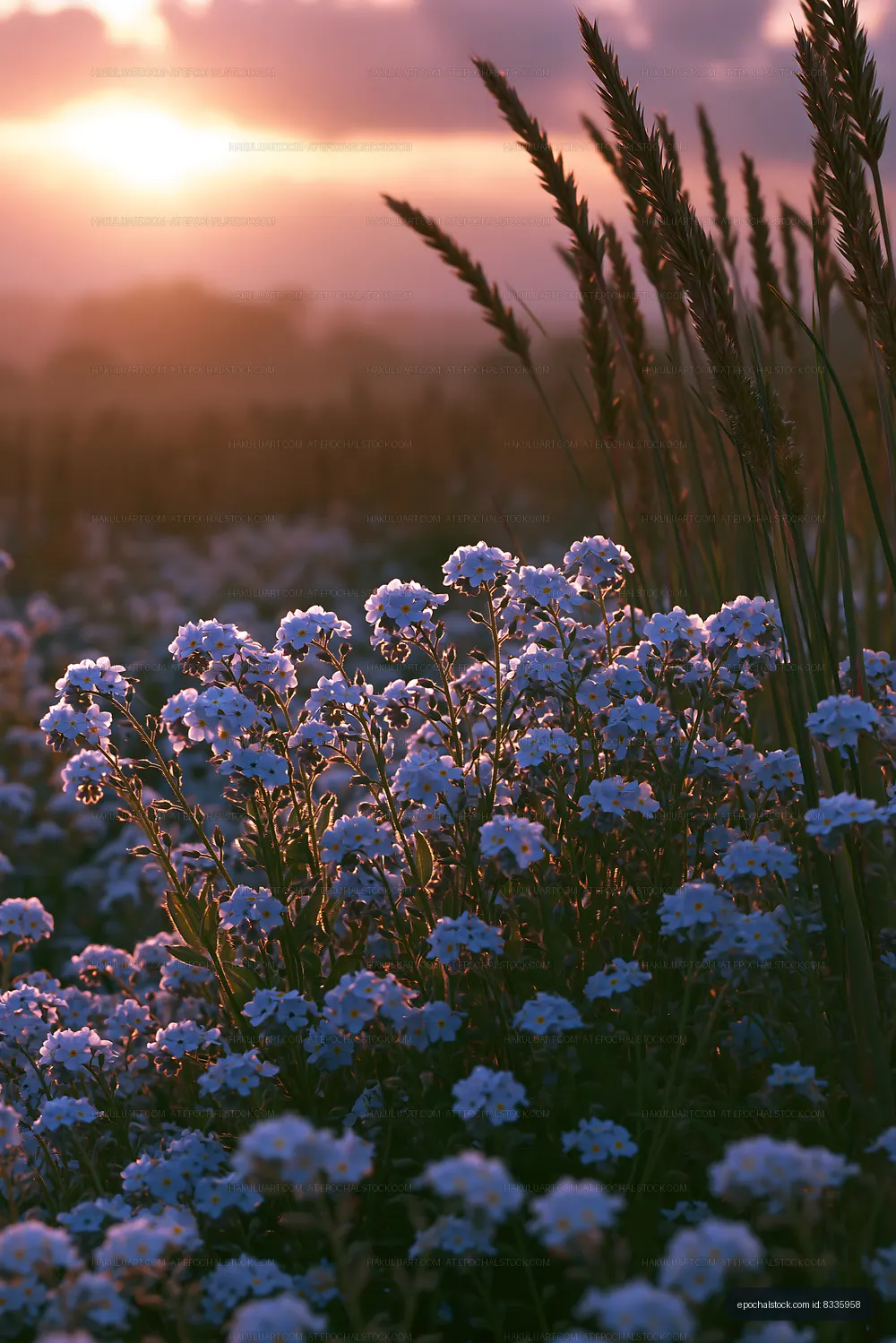 Sunset over field with wildflowers and tall grass