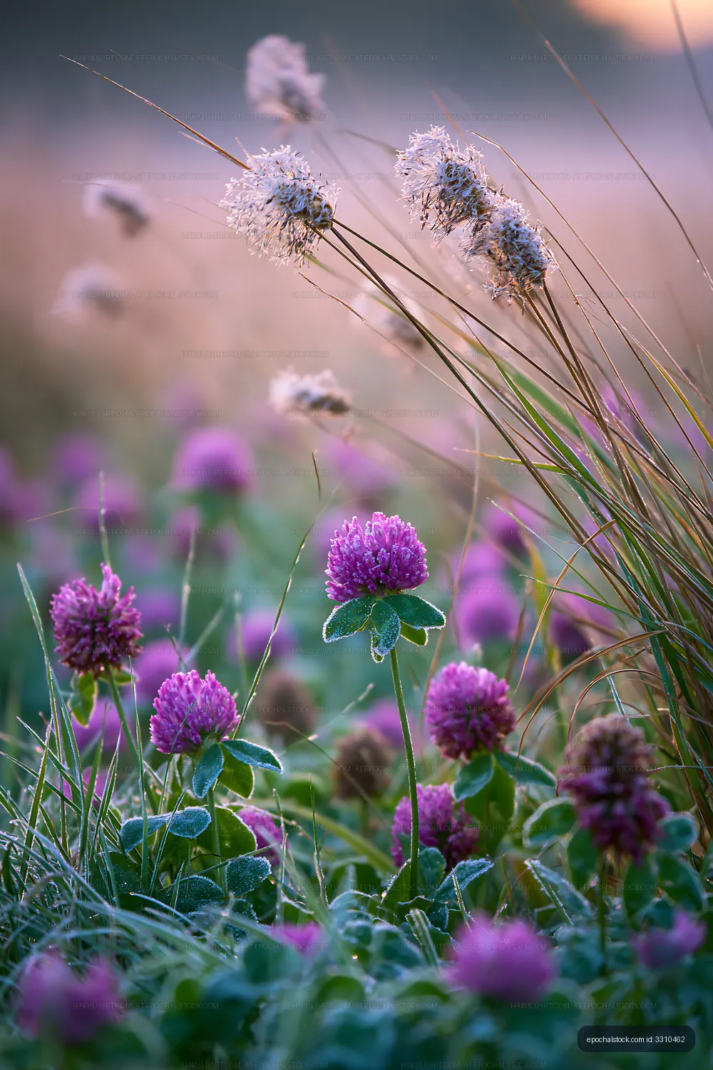 Frost-covered field with pink flowers and tall grasses