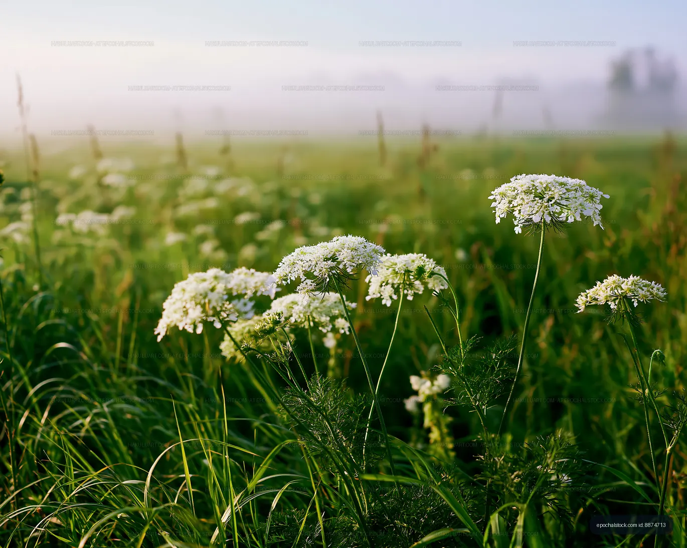 White flowers in a field at sunrise with morning mist