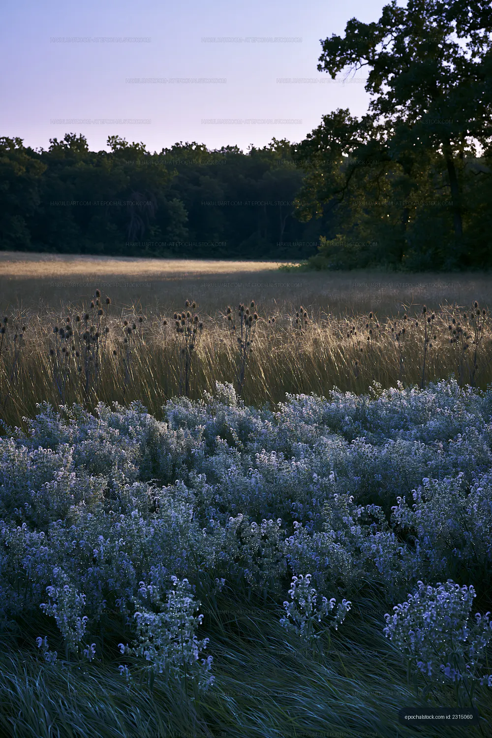 Wide grass field with wildflowers and trees in the background