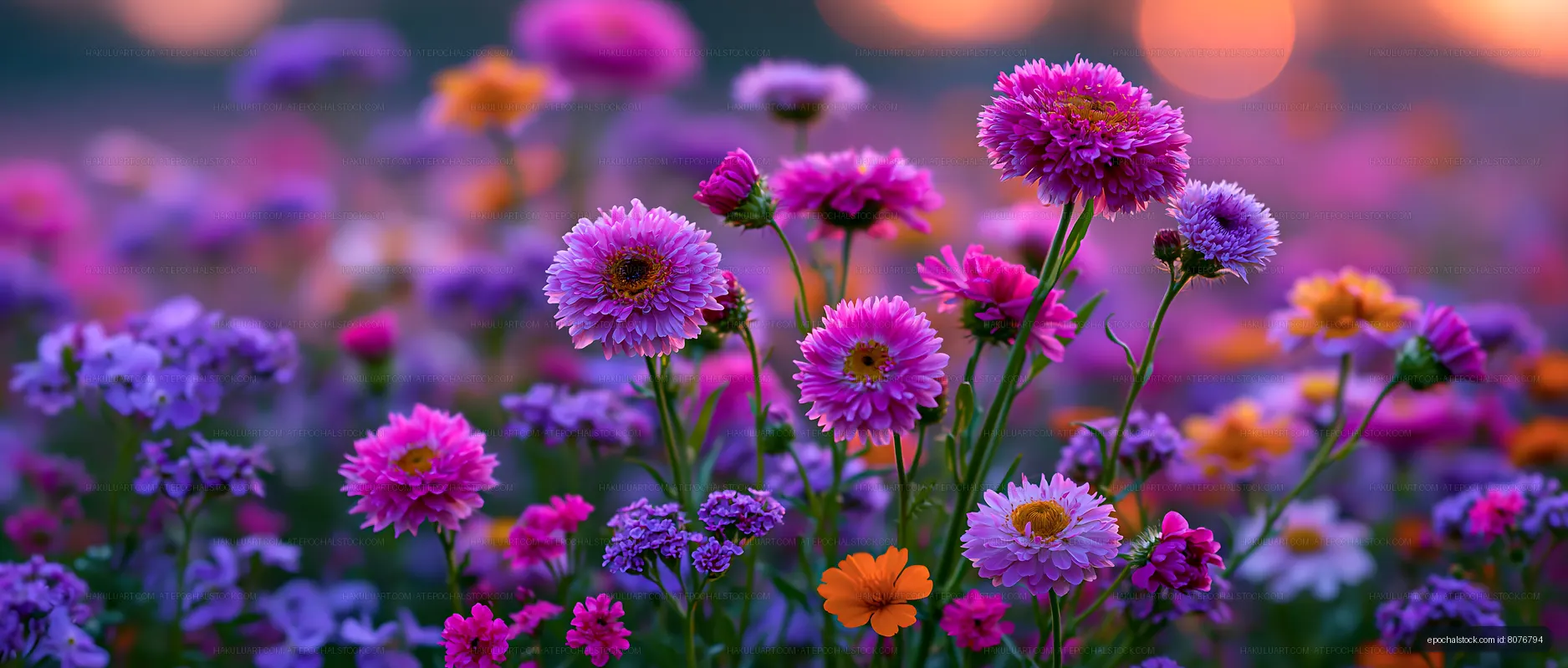 Colorful wildflowers bloom in a field during sunset