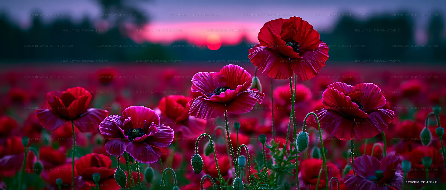Bright red poppies in a field at sunset