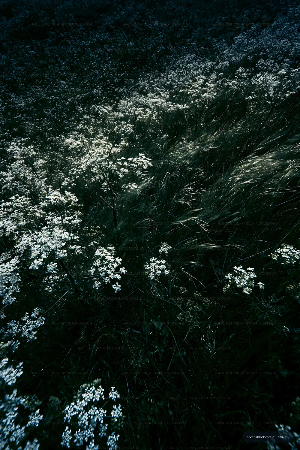 White wildflowers grow in a meadow during daytime