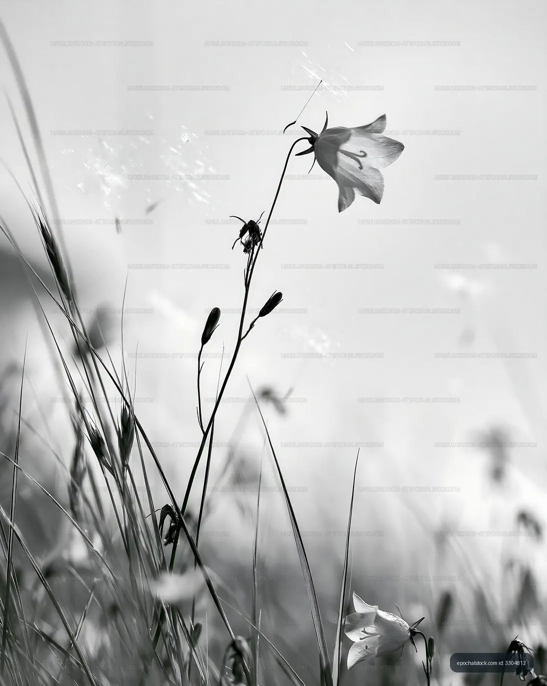 Single flower in a field during the day in black and white