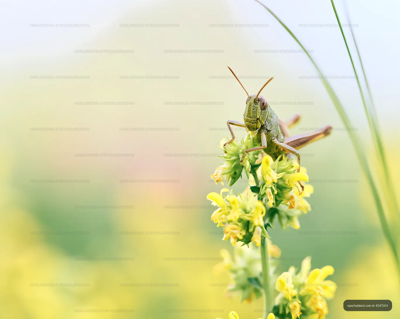 Grasshopper sitting on a yellow flower in a field