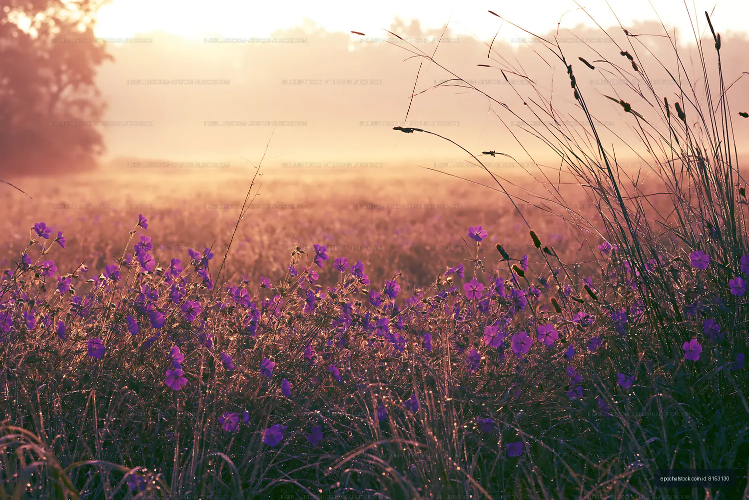 Morning light over wildflowers in a misty field