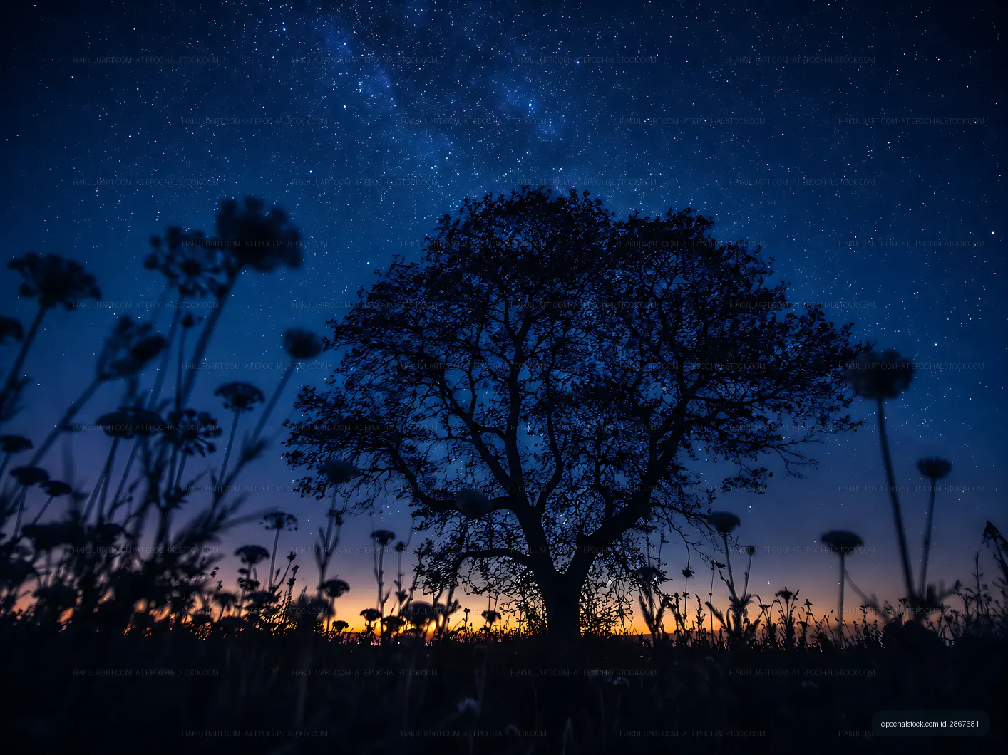 Silhouette of a tree against a starry night sky