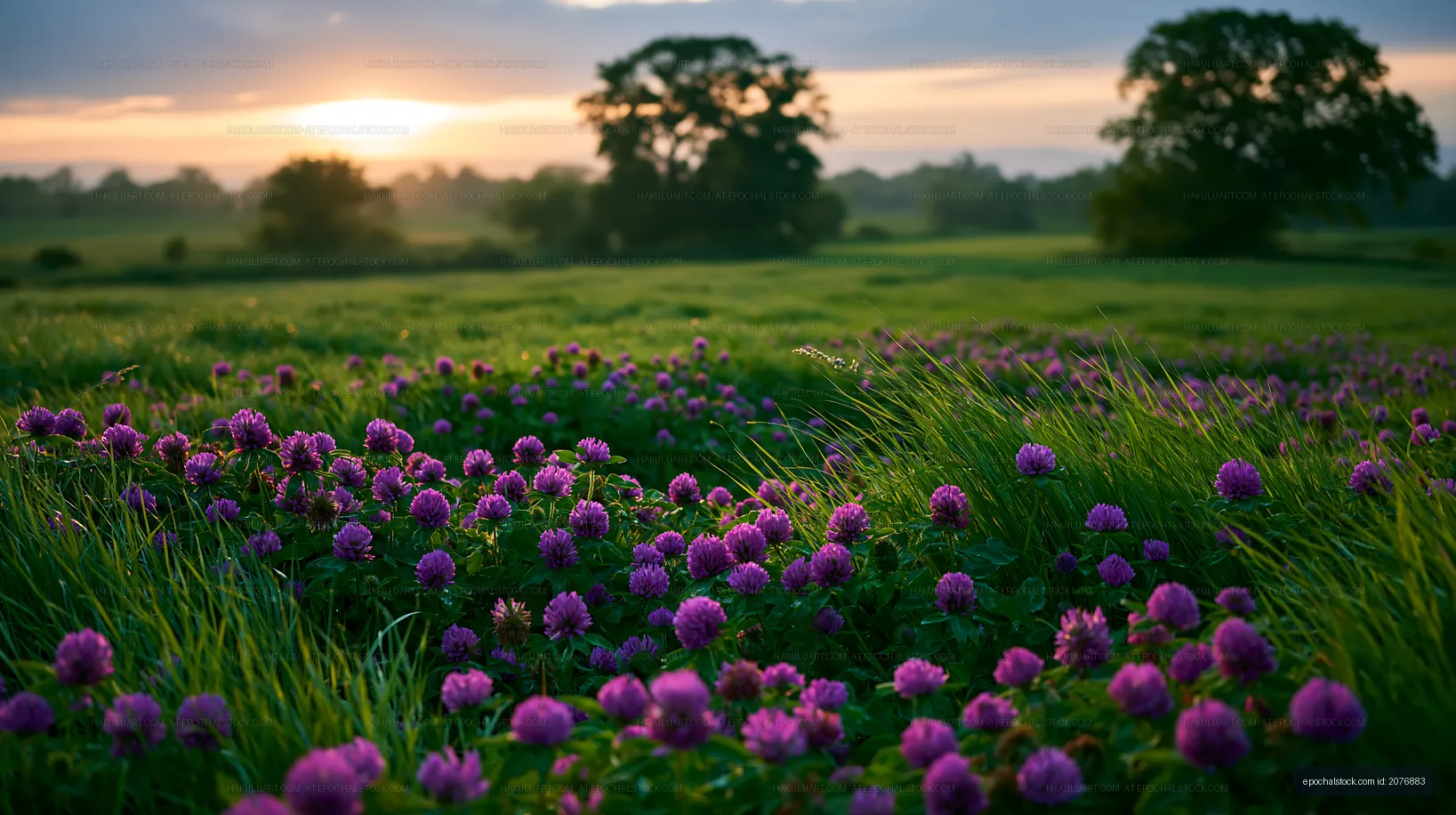 Sunset over a field with purple flowers and green grass