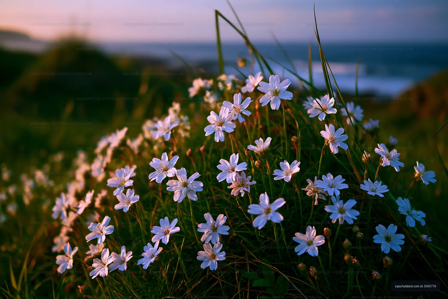 Wildflowers bloom in a grassy field by the coast at sunset