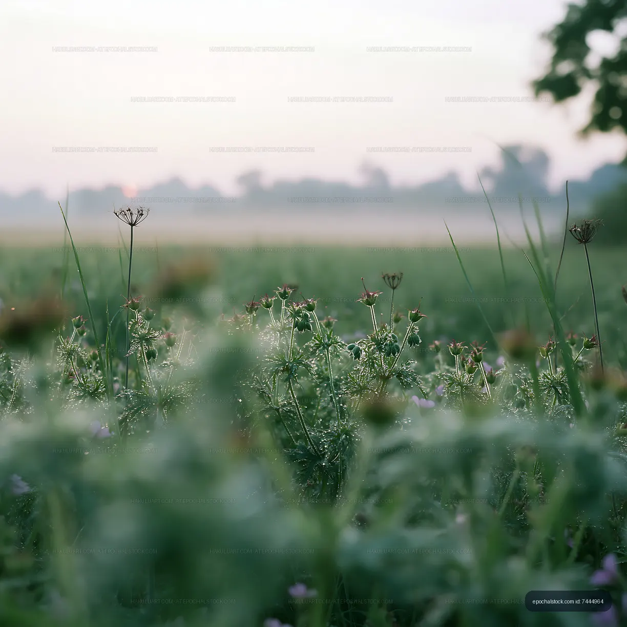 Morning dew on wildflowers in a rural field