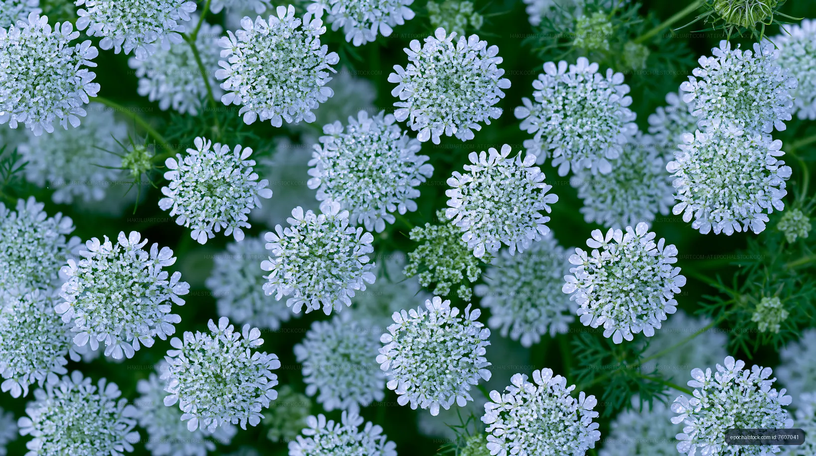 Close-up view of clusters of small white flowers in a garden