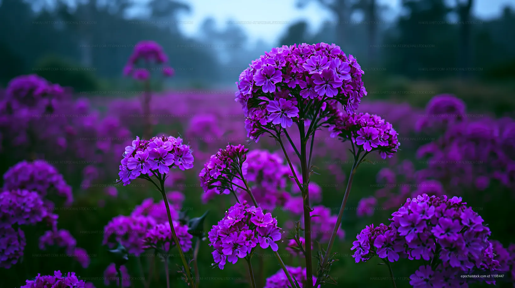 Purple flowers blooming in a field during early morning light