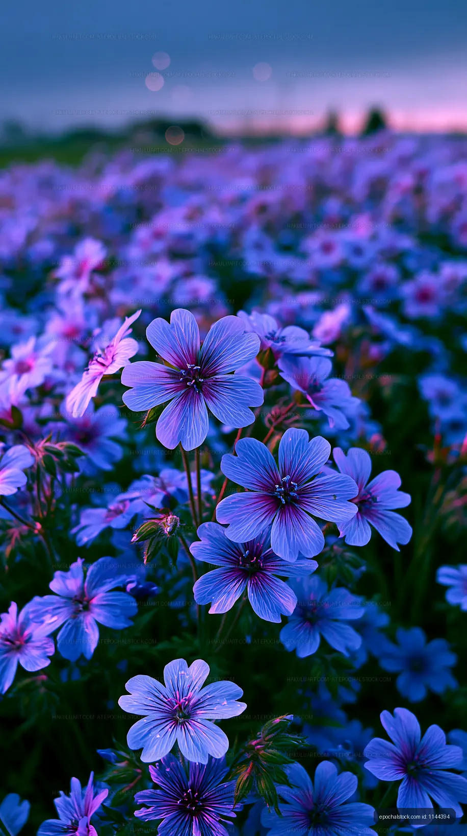 Purple flowers in a vibrant field during sunset
