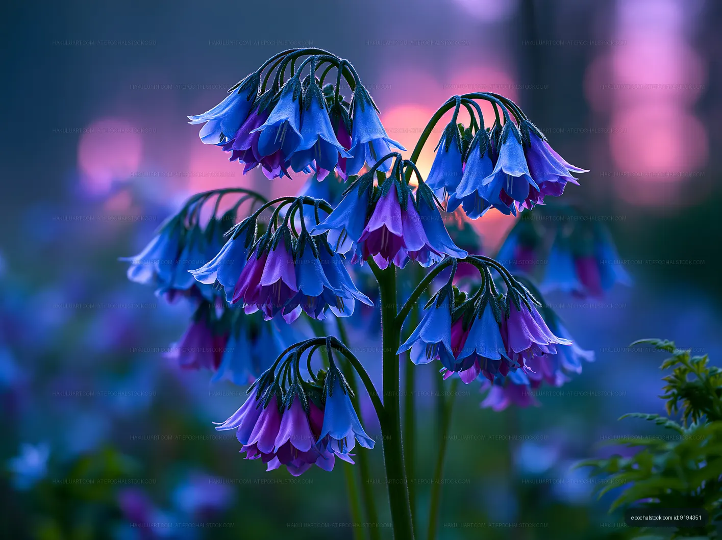 Bright blue and purple bell flowers in a garden at sunset