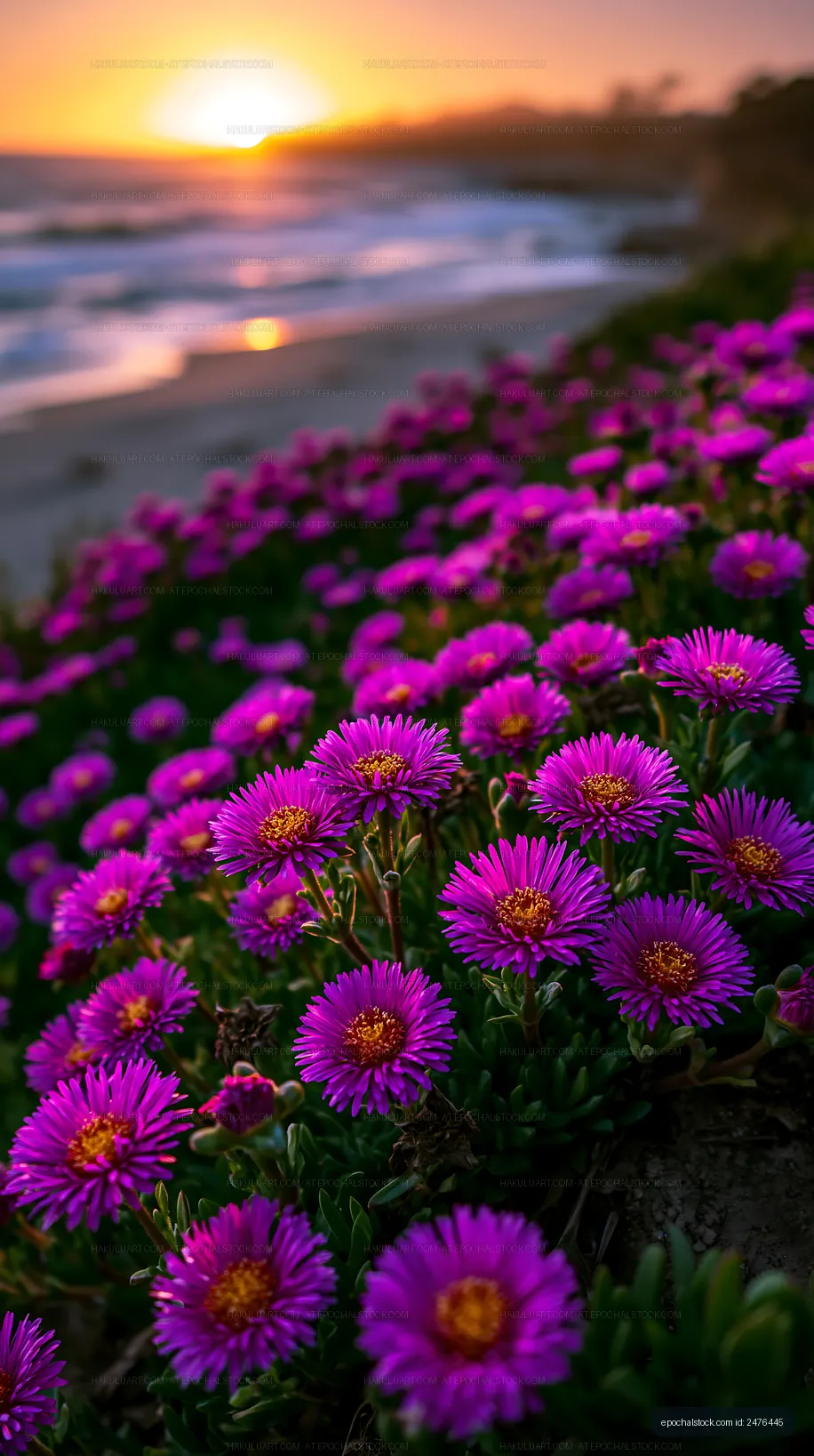 Vibrant purple flowers by the ocean at sunset