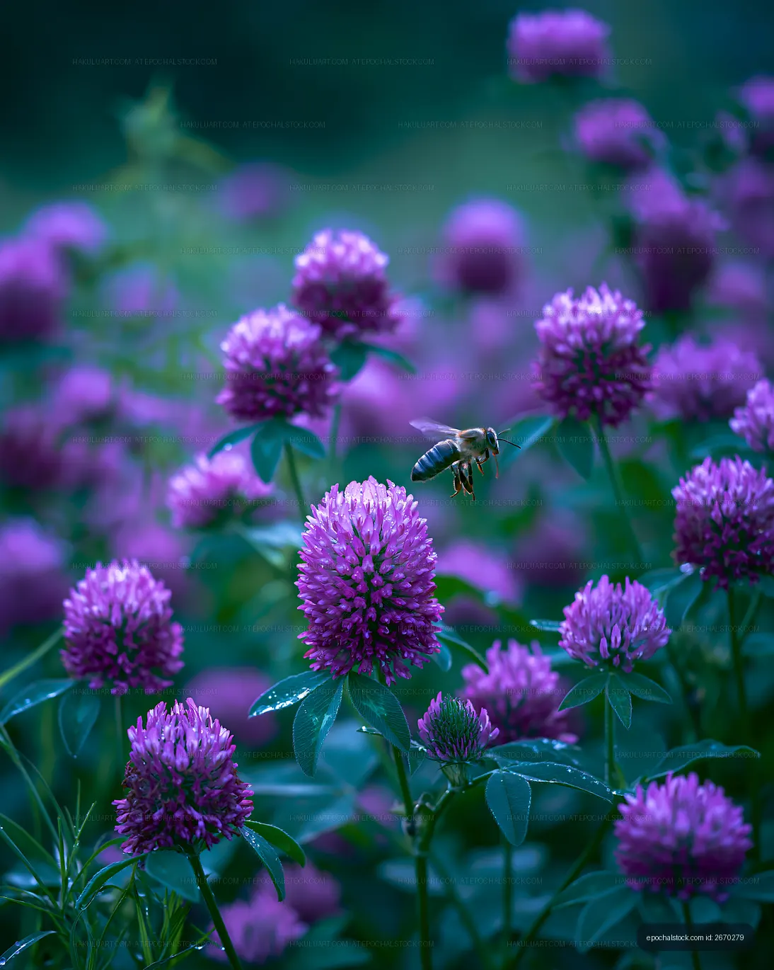 Bee collecting nectar from purple clover flowers in a field