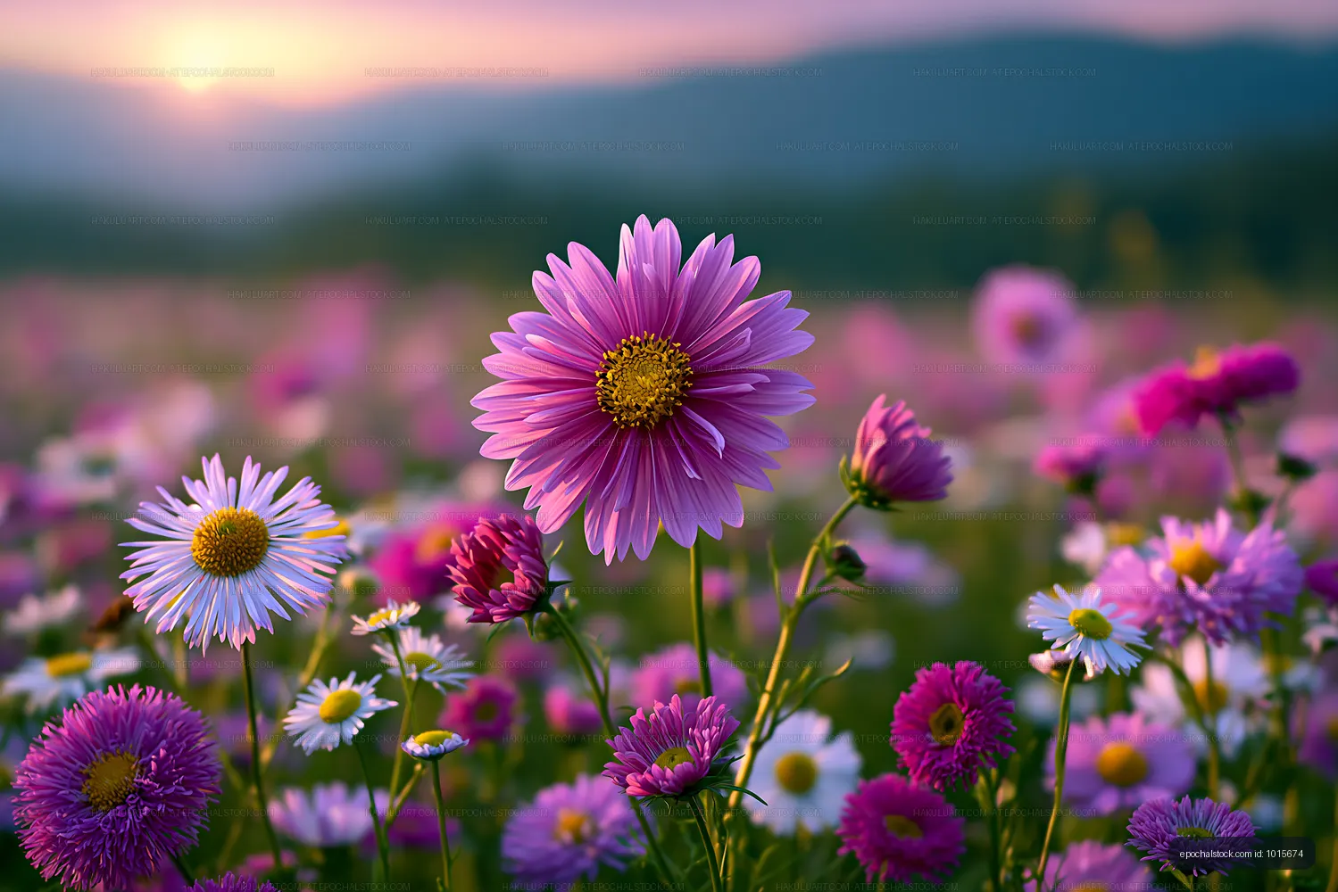 Colorful flowers blooming at sunset in a field