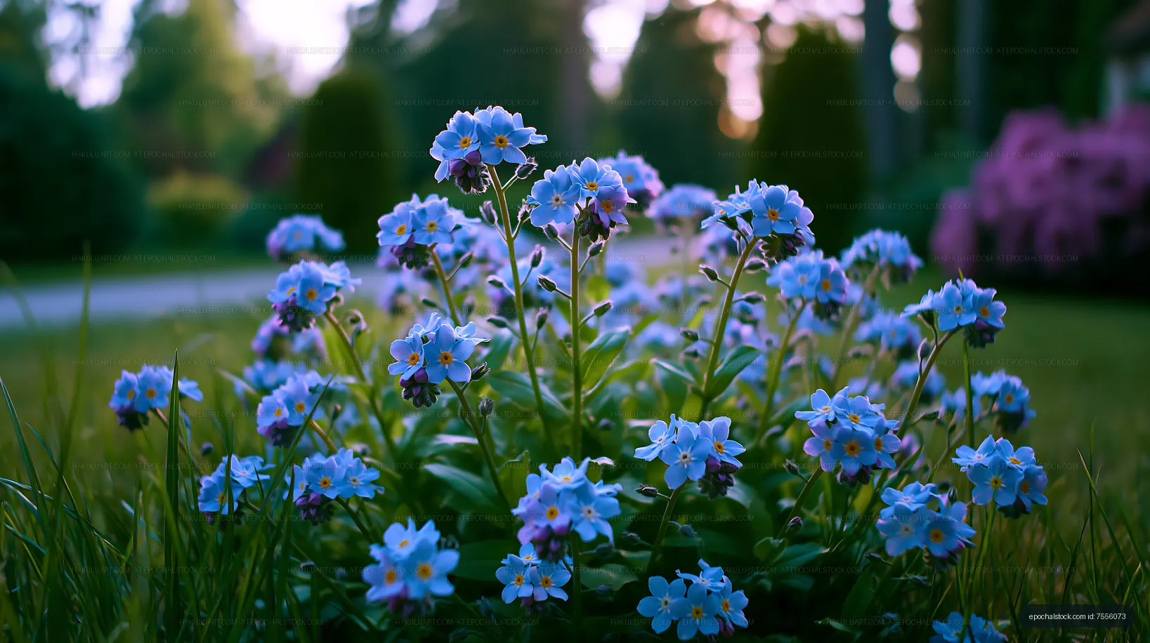Blue flowers in garden during evening light
