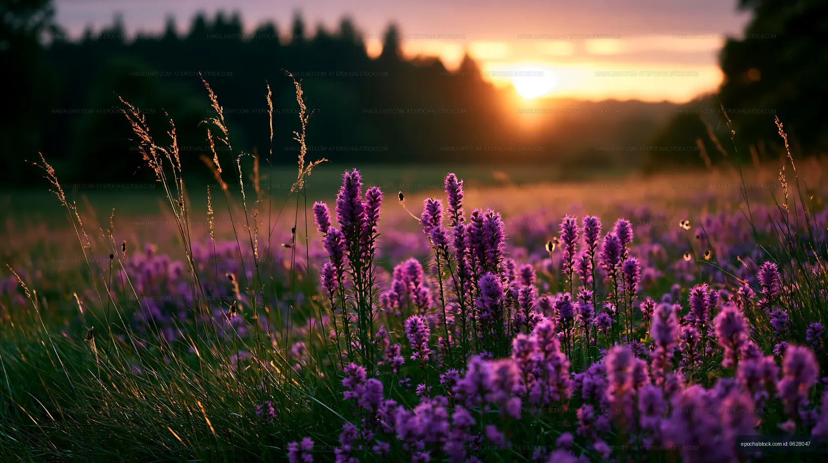 Sunset over a field of purple flowers with green grass