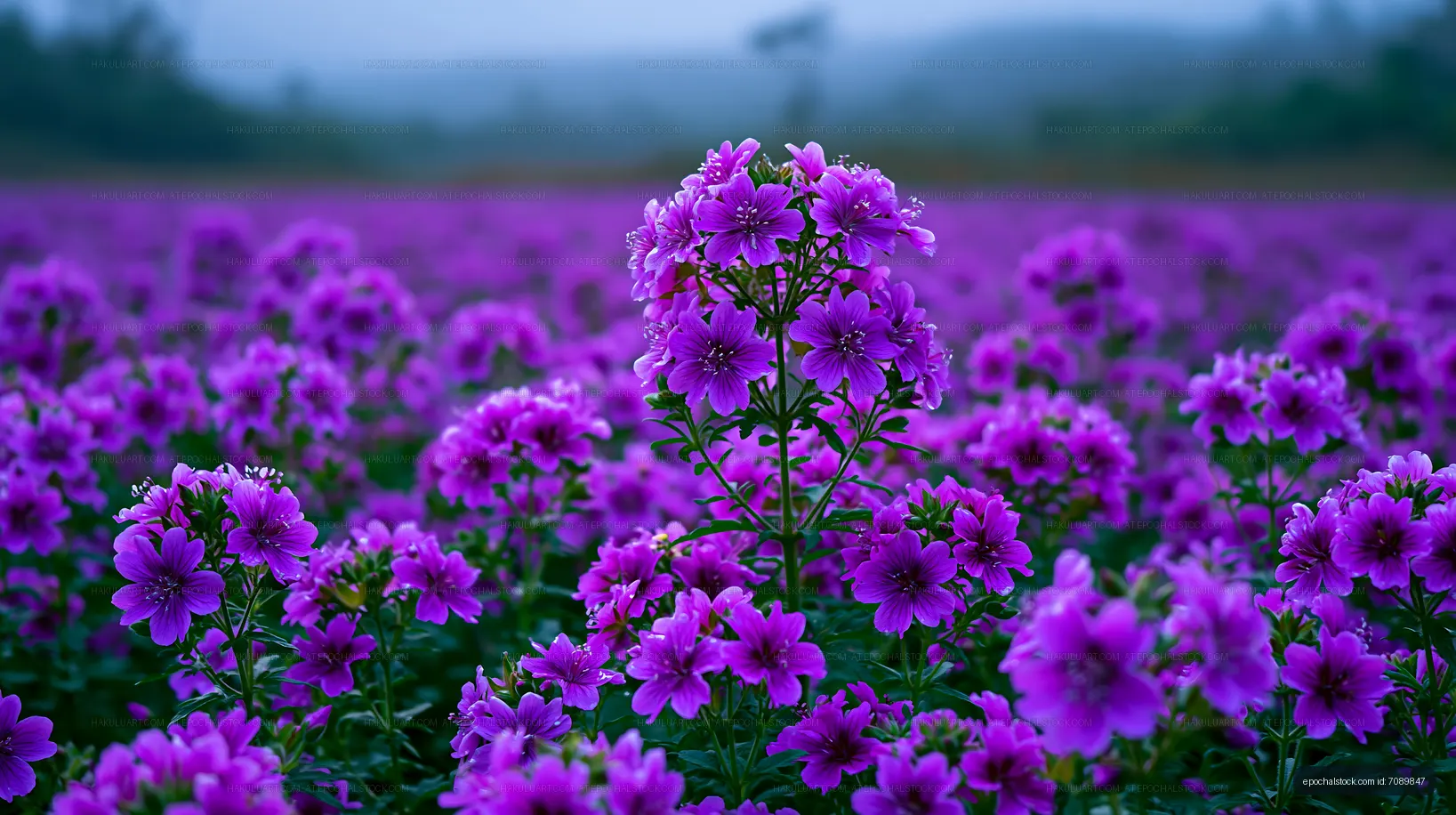 Purple flowers bloom in a vibrant field during early morning
