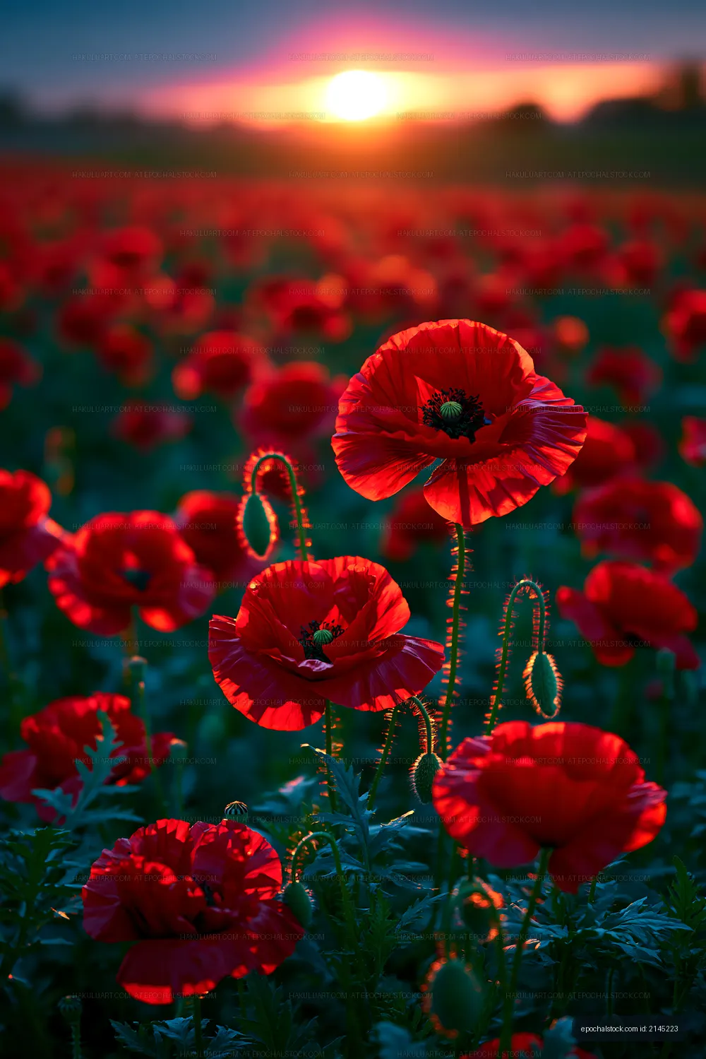 Red poppy flowers bloom in a field during sunset