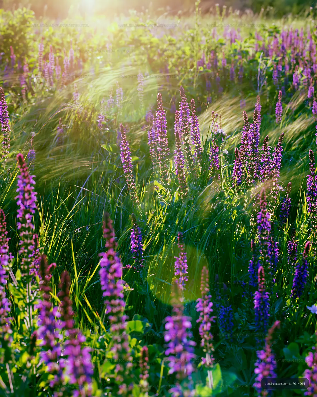 Wildflowers blooming in a sunny meadow at sunset