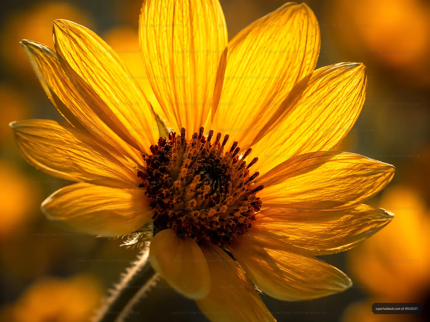 Bright sunflower in a field during sunny weather