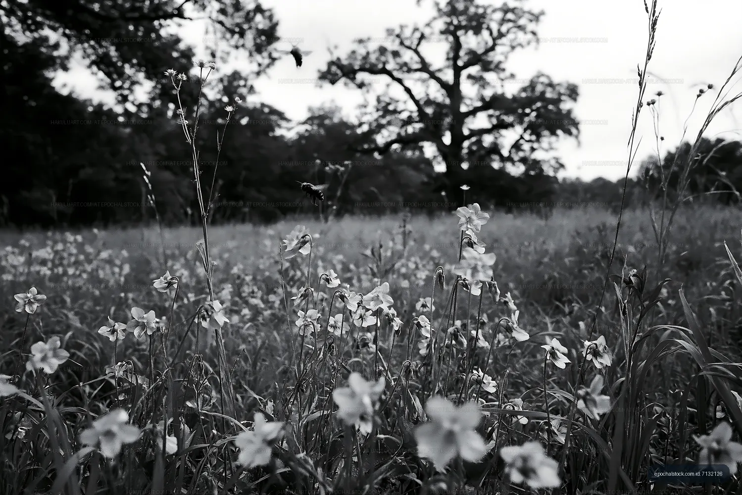 Wildflowers in a field with trees in the background