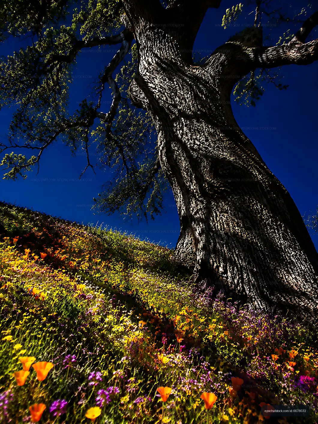 Colorful wildflowers bloom under a large oak tree