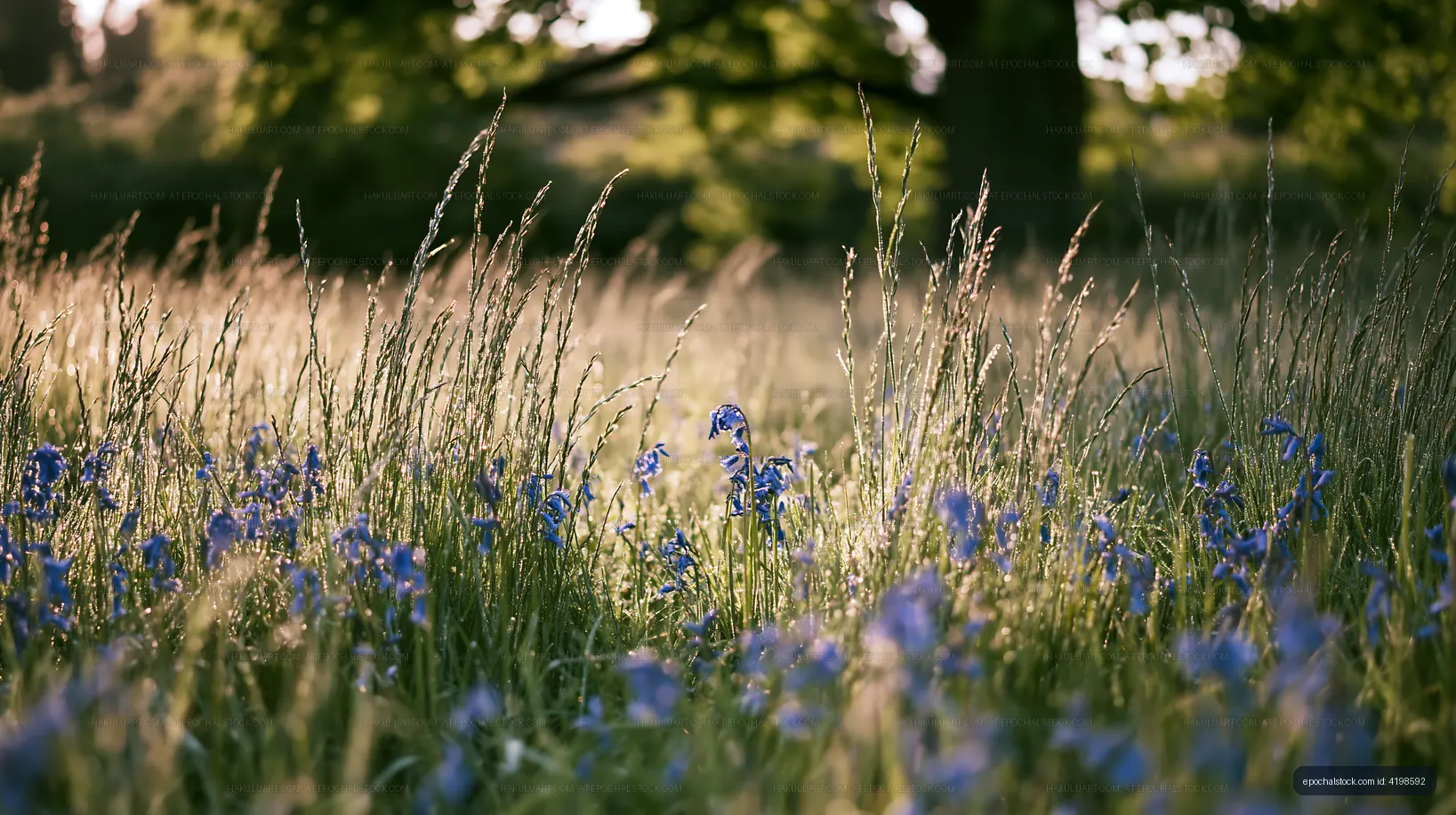 Wildflowers and grass in a sunny field during springtime