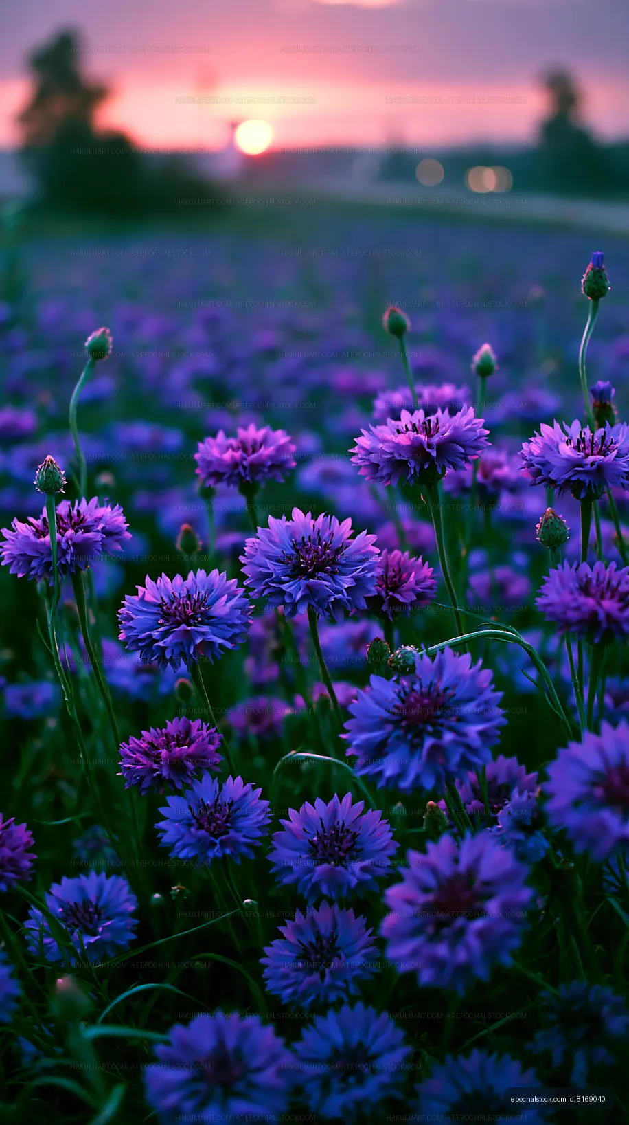 Purple flowers bloom under a sunset sky in a field