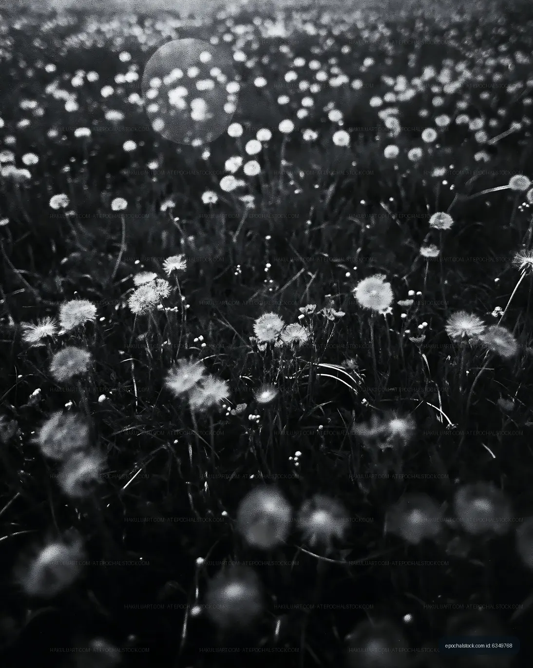 Dandelions blooming in a field during daylight hours