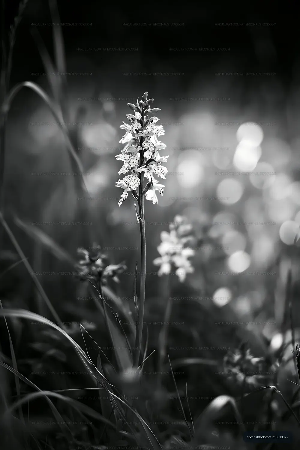 Wildflower growing in a field during spring