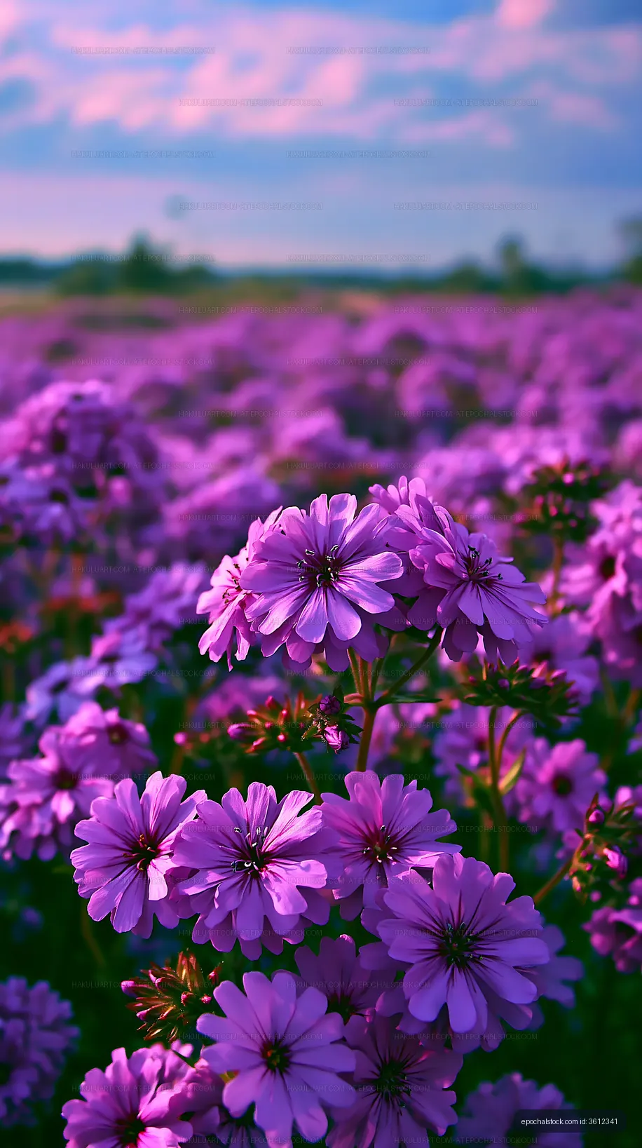 Vibrant purple flowers in a blooming field during daylight