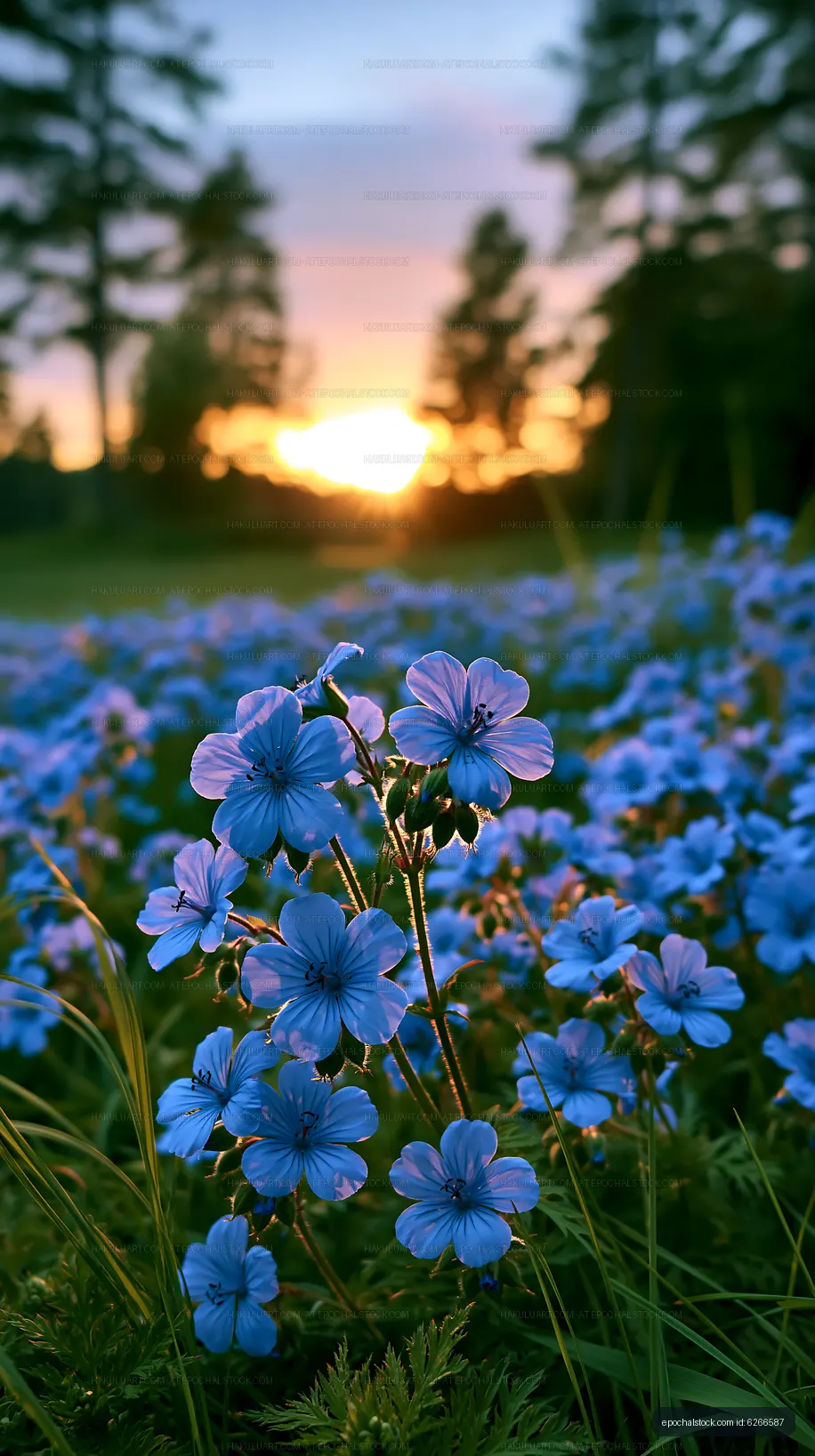 Colorful flowers bloom at sunset in a field