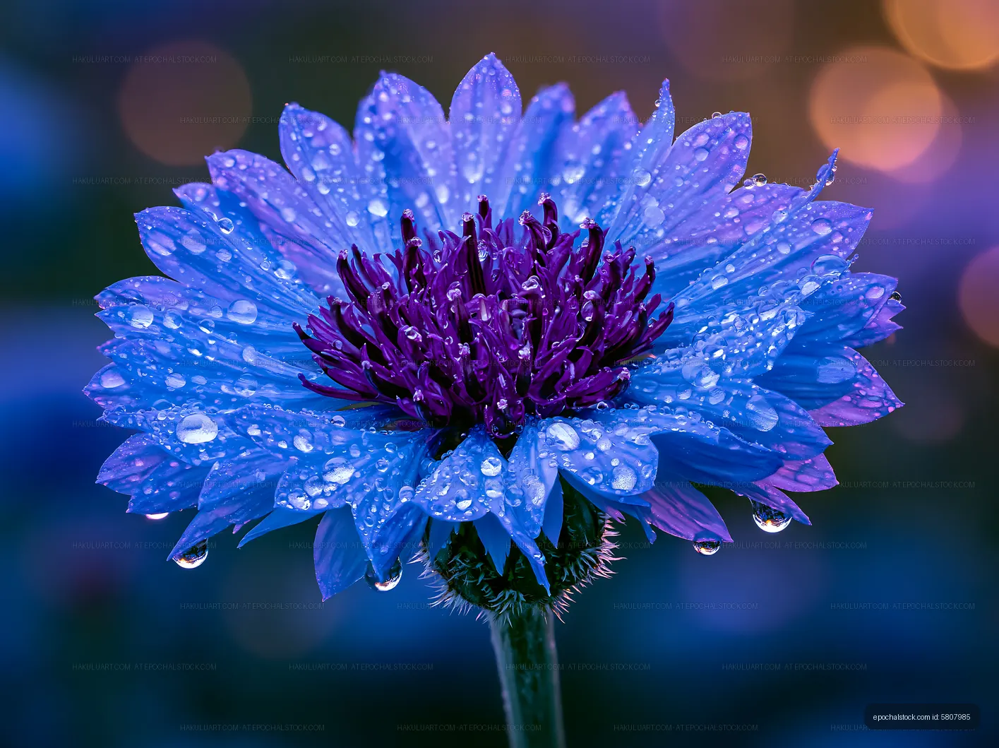 Bright blue flower with water droplets in evening light