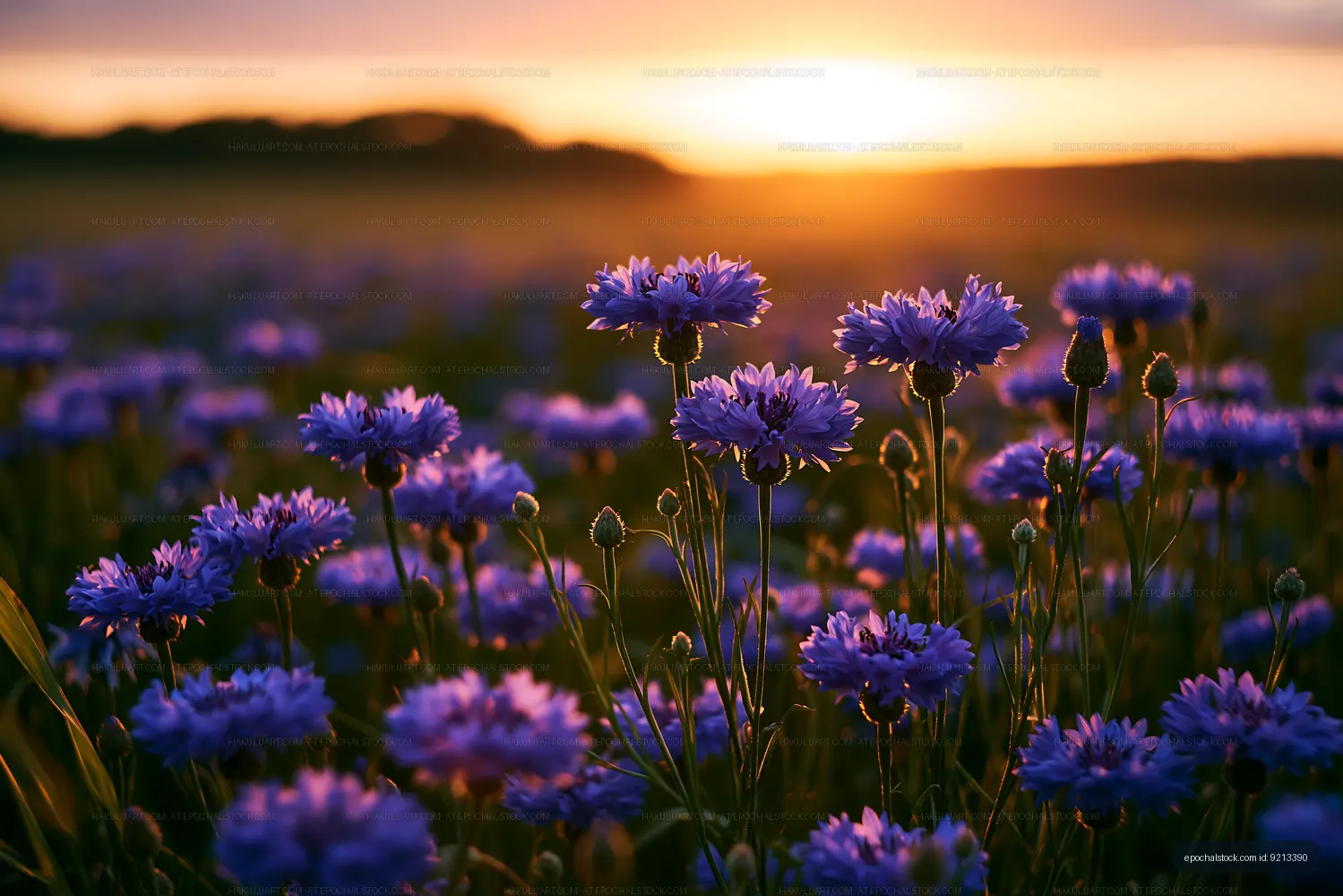 Purple flowers in a field at sunset