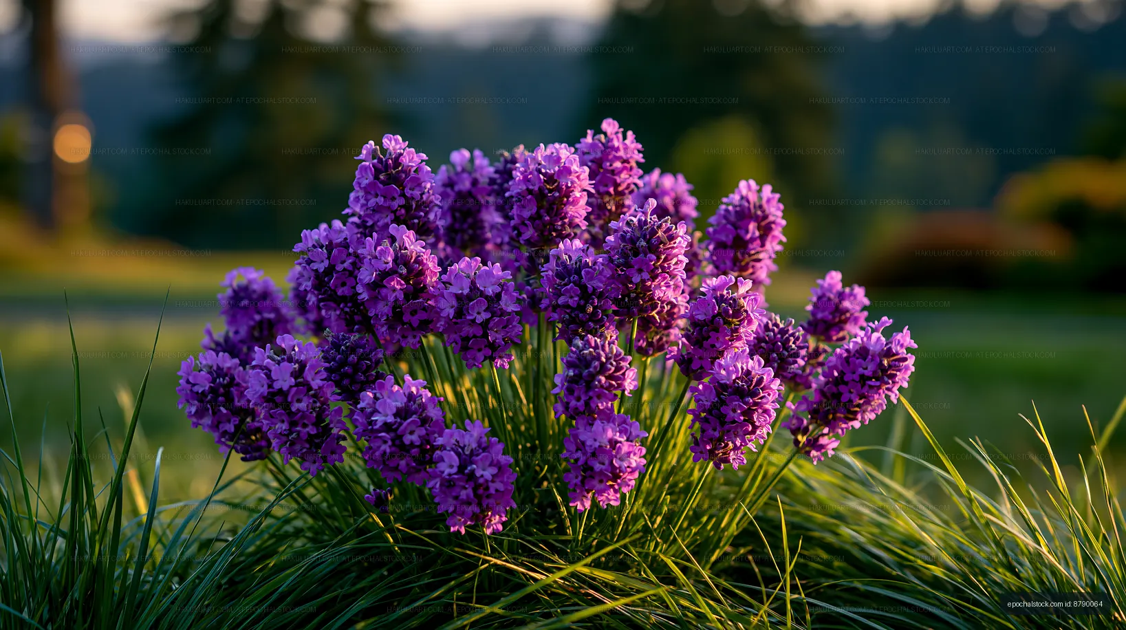 Lavender flowers blooming in a garden during sunset