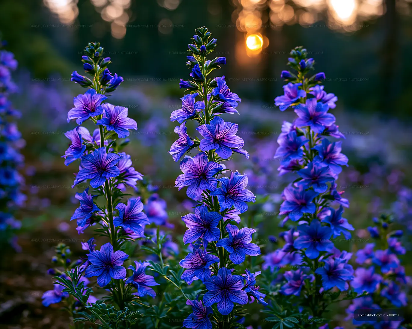 Bright purple flowers blooming in a field during sunset