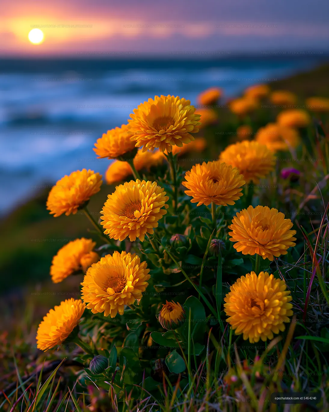 Bright yellow flowers growing on a hill during sunset