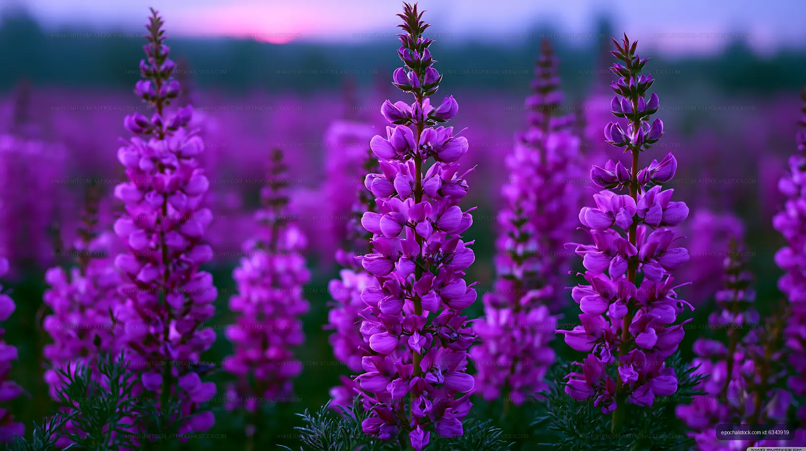 Vibrant purple flowers in a field at sunset