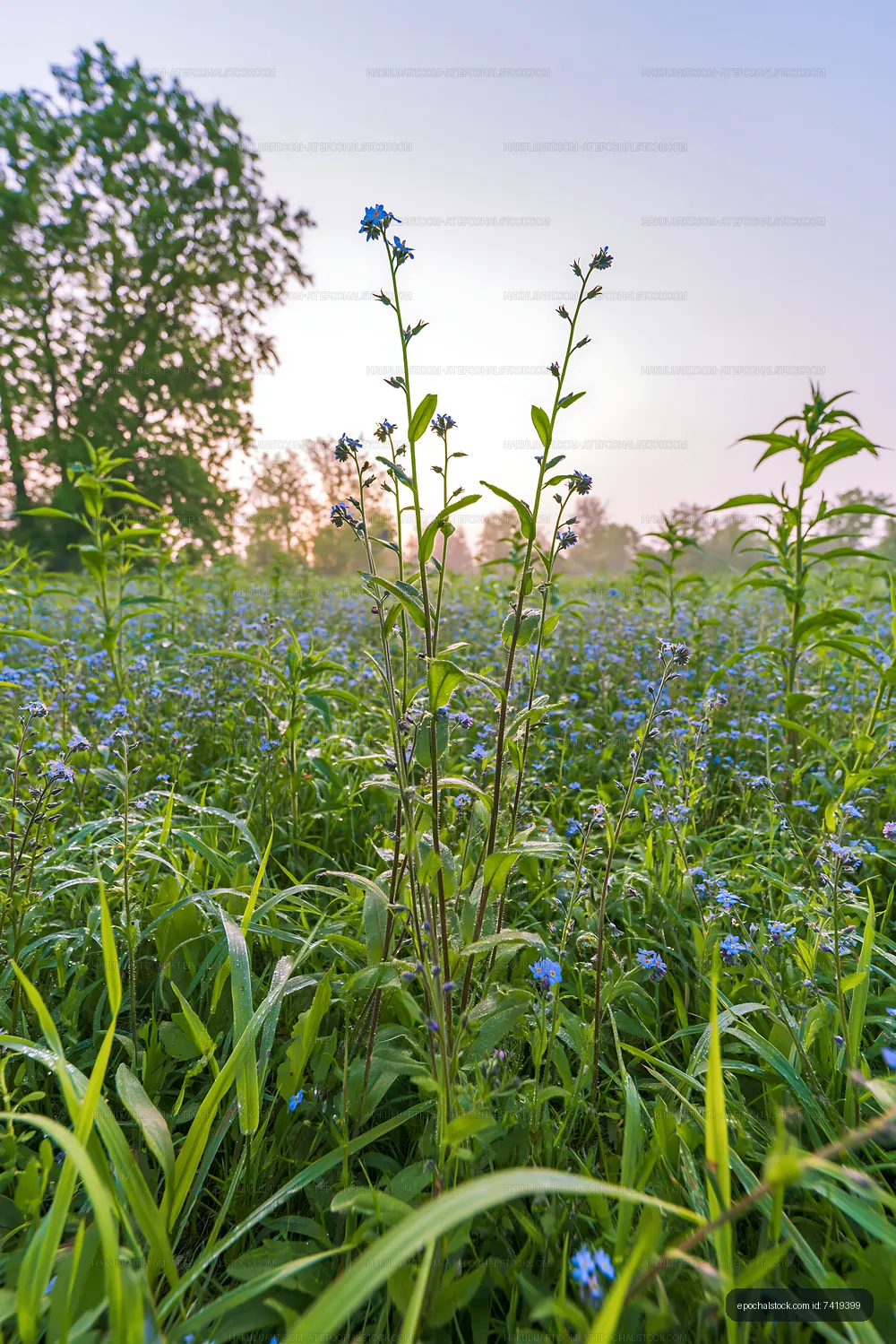 Flowers in a field during sunrise with clear sky