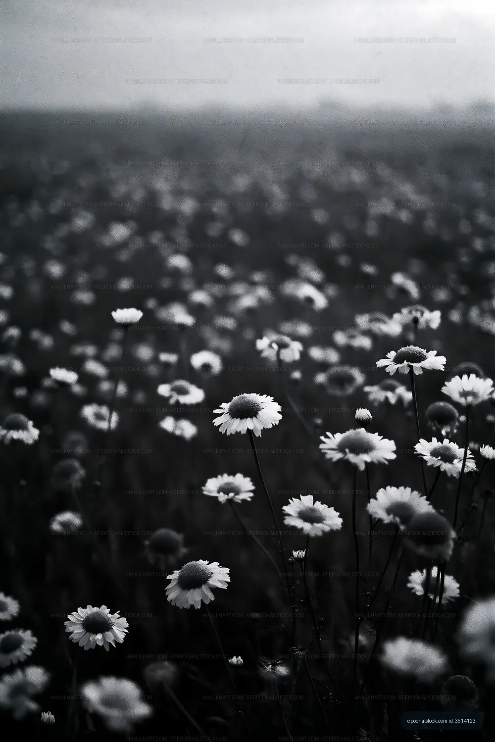 Field of daisy flowers with soft focus in black and white