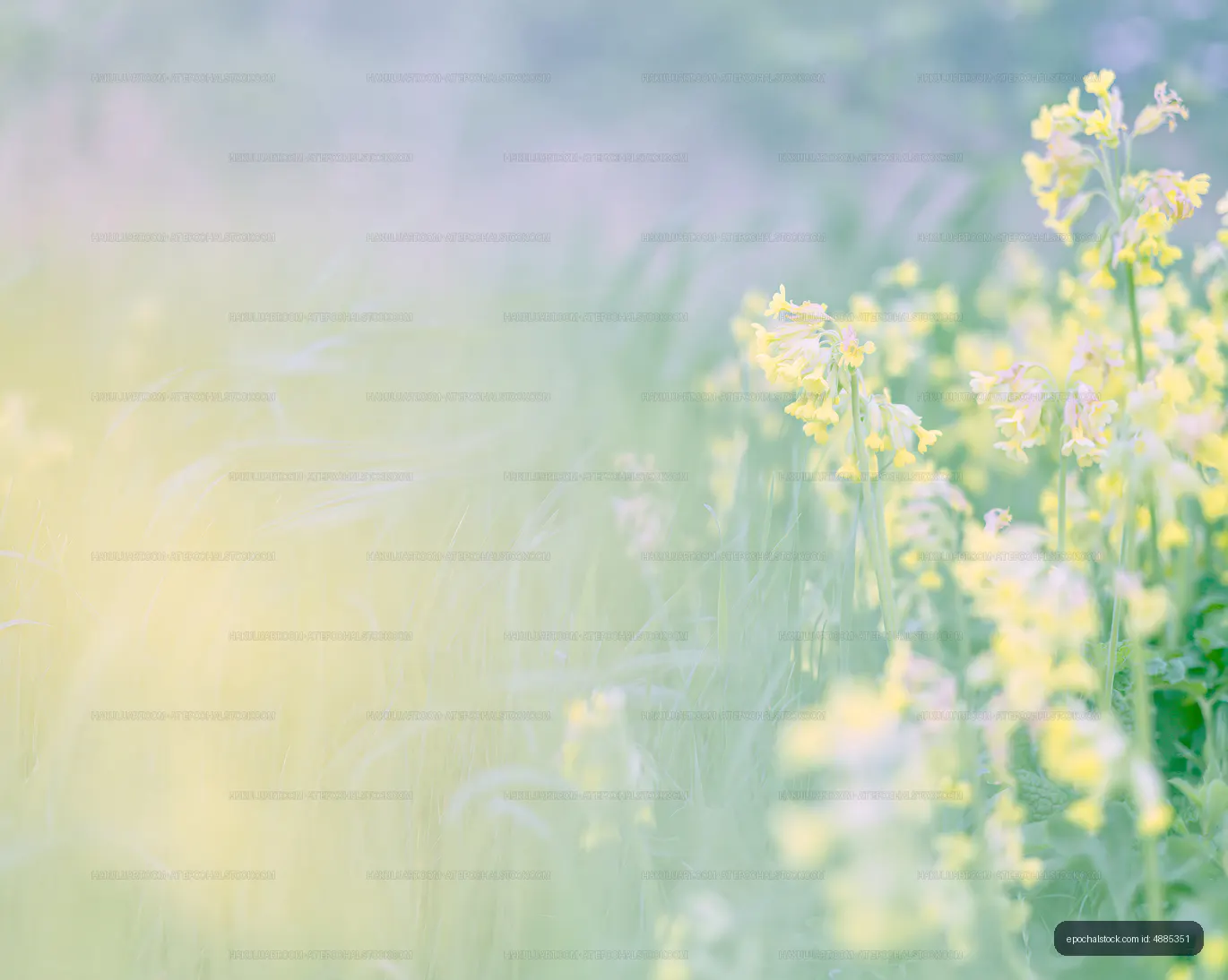 Bright yellow flowers in a field with soft focus background