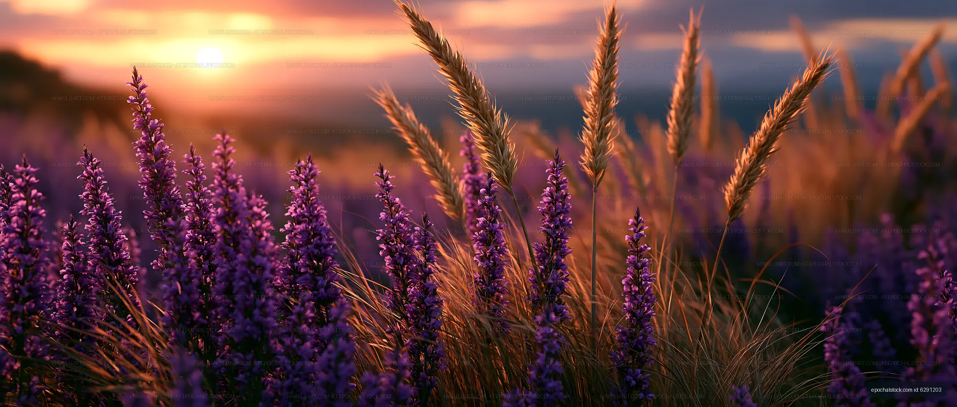 Sunset over purple flowers and grass in a field