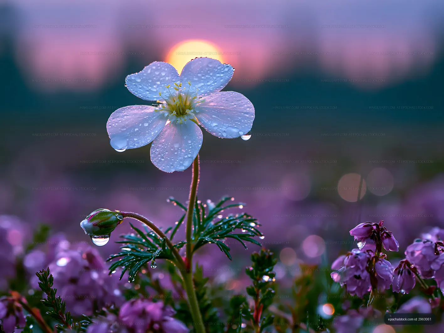 White flower with dew under sunset in a field